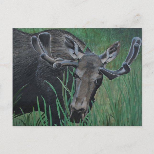 Carte postale Marysville Moose (Devant)