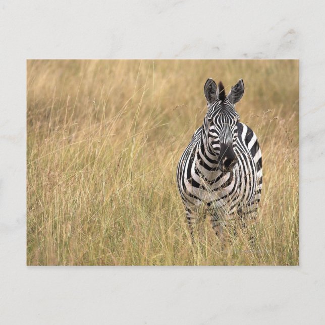 Carte Postale Masai Mara, Kenya (Devant)