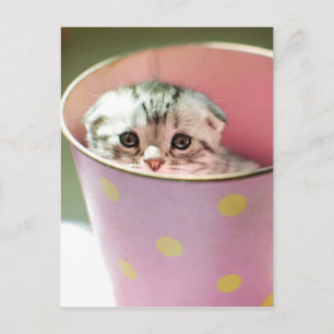 Carte Postale Masque de chaton