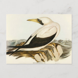 Carte Postale Masqué Gannet par Elizabeth Gould
