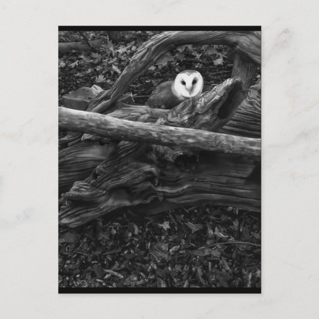 Carte Postale Masquer et rechercher (Devant)