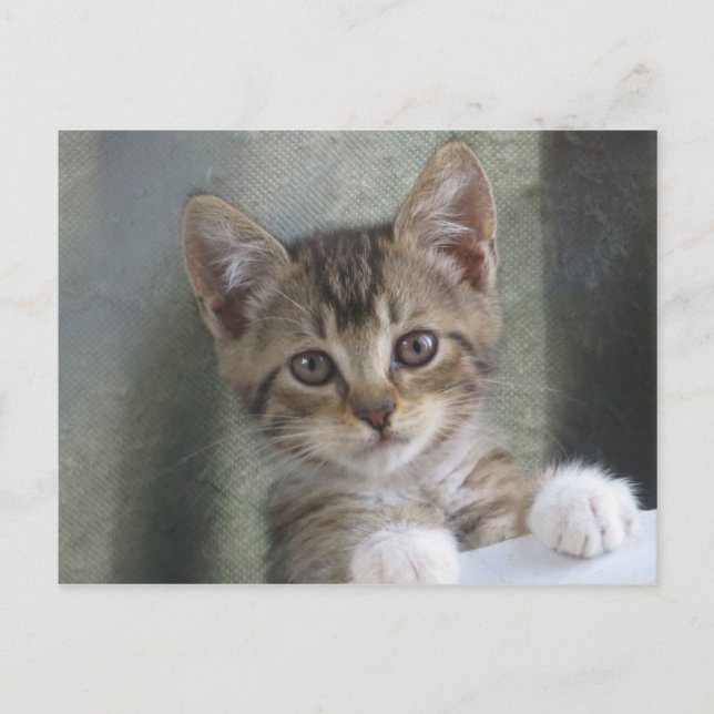 Carte Postale Masquer Kitten (Devant)