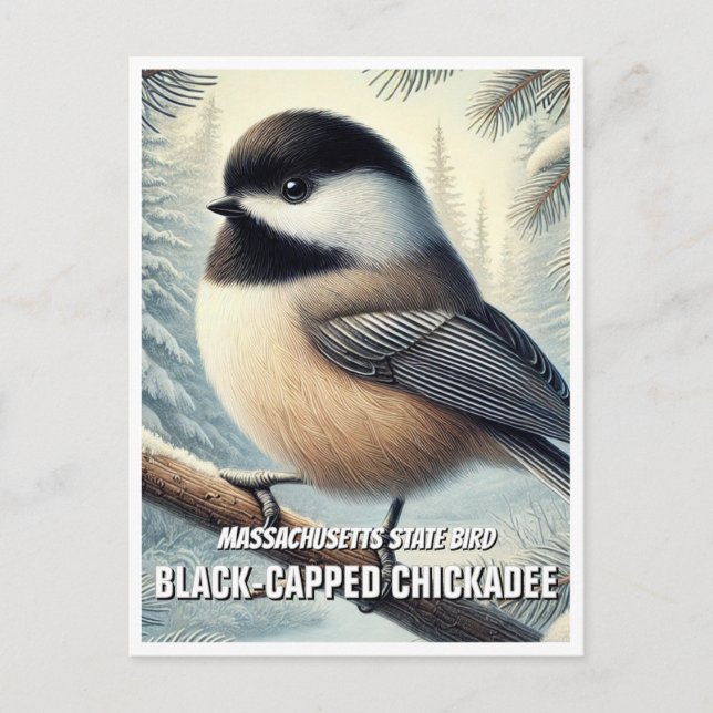 Carte Postale Massachusetts State Bird Chickadee à capuchon noir (Devant)