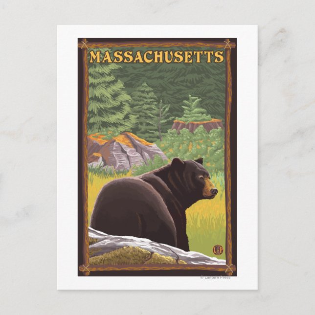 Carte Postale MassachusettsOurs noir en forêt (Devant)