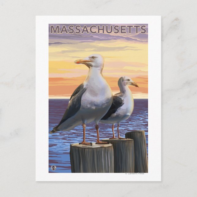 Carte Postale MassachusettsScène des Mouettes de Mer (Devant)