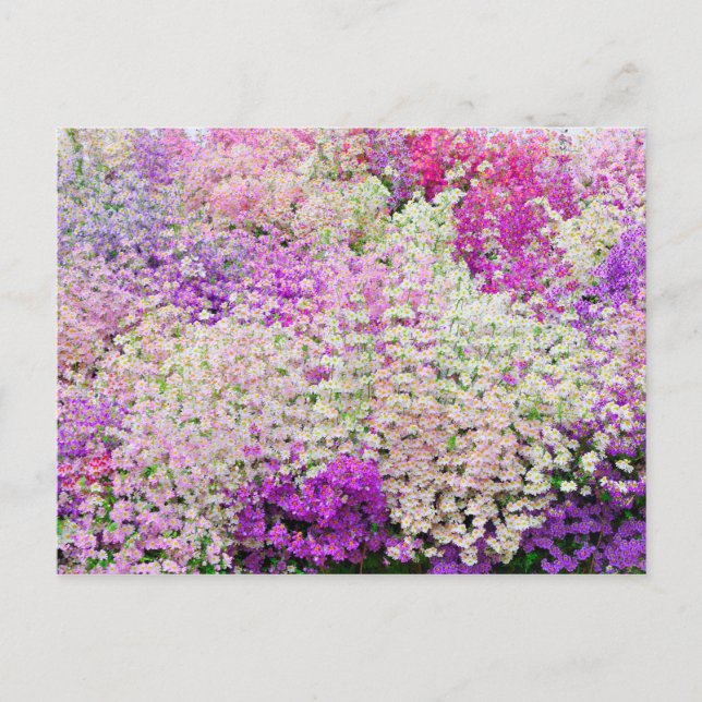 Carte Postale Masse d'orchidées colorées de pauvres hommes (Devant)