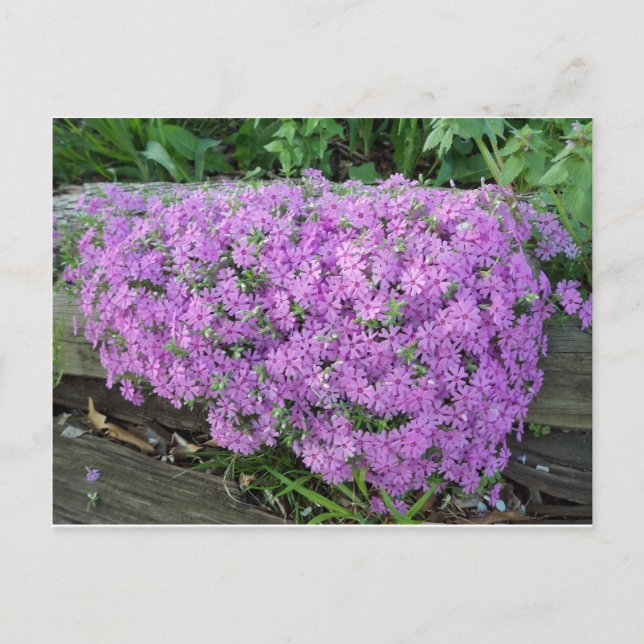Carte Postale Masse Violette De Fleurs (Devant)