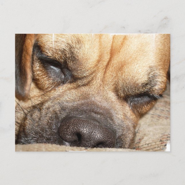 Carte postale Mastiff (Devant)