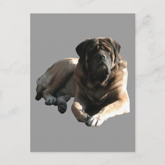 Carte Postale Mastiff anglais grande Dâane  (Devant)