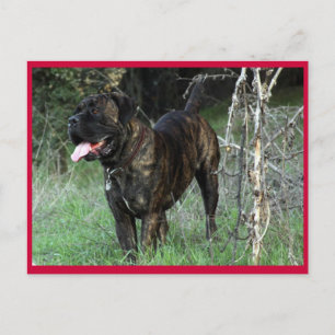 Carte postale Mastiff italienne Cane Corso