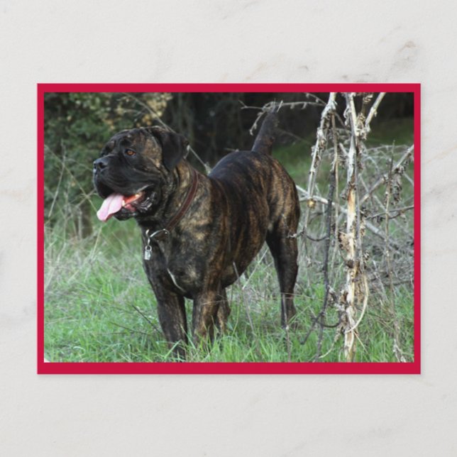 Carte postale Mastiff italienne Cane Corso (Devant)