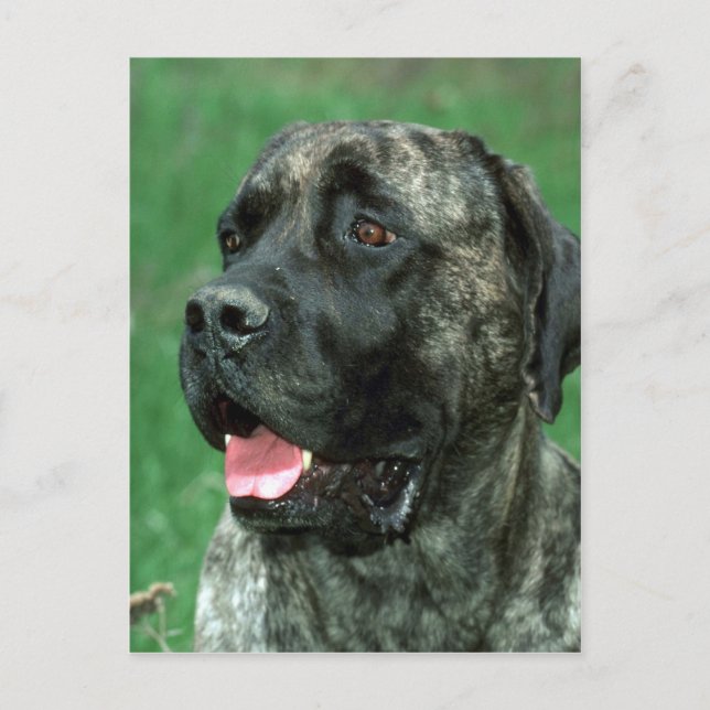 Carte Postale Mastiff, le bijou de la couronne de Yarraville (Devant)