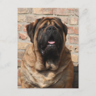 Carte Postale Mastiff père anglais Dogue,