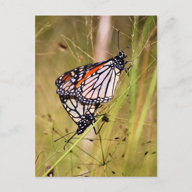 Carte postale Mat Monarch Butterflies (Devant)