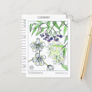 Carte Postale Materia Medica Elderberry Herbal Study Card