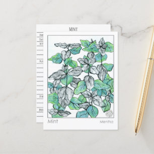 Carte Postale Materia Medica Mint Tea Plante Herbal Study Card
