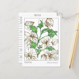 Carte Postale Materia Medica Nettle Plante médicinal étude sur l
