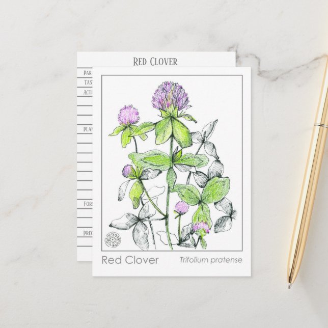 Carte Postale Materia Medica Red Clover Plante Herbal Study Card (Devant/Arrière en situation)
