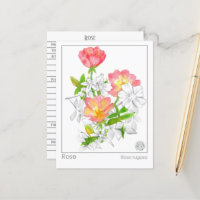 Materia Medica Rose Flower Plante Herbal Study Car