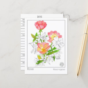 Carte Postale Materia Medica Rose Flower Plante Herbal Study Car