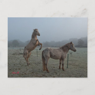 Carte Postale Matin agité