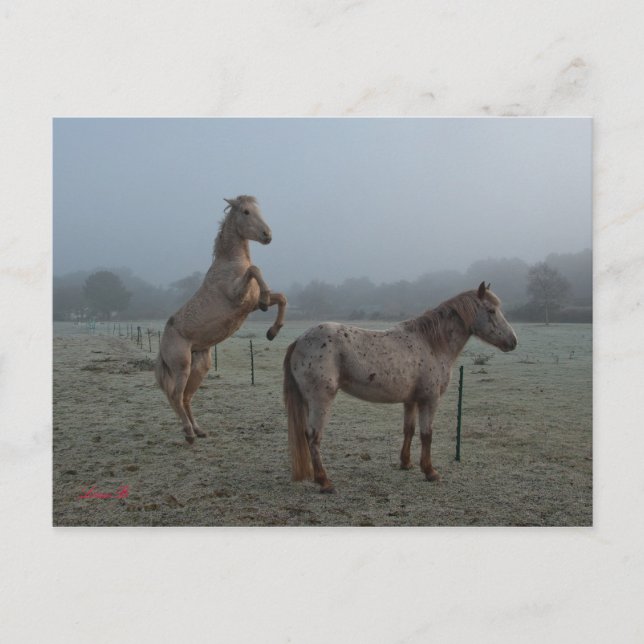 Carte Postale Matin agité (Devant)