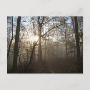 Carte Postale Matin d'automne bruyant dans la forêt #1