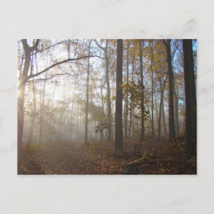 Carte Postale Matin d'automne bruyant dans la forêt #2