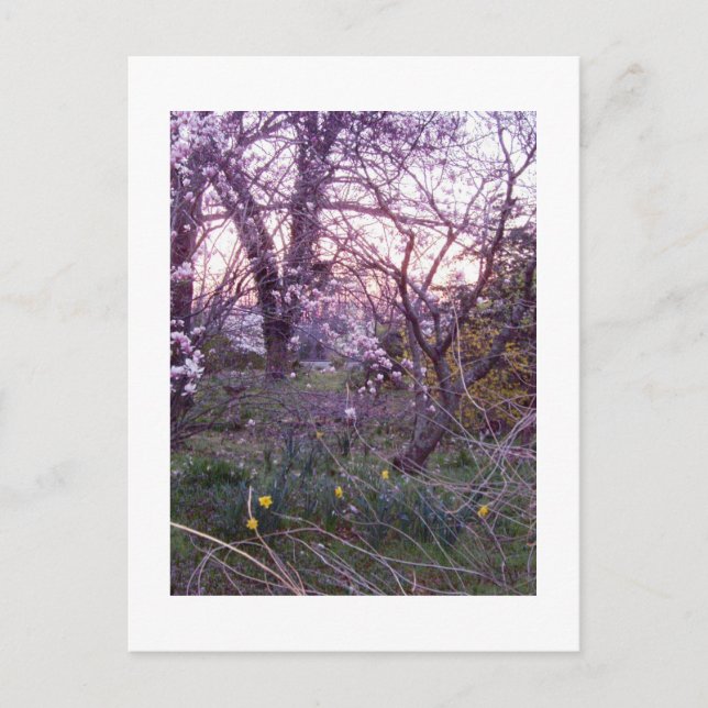 Carte Postale Matin du printemps (Devant)