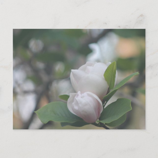 Carte Postale Matin Magnolia (Devant)