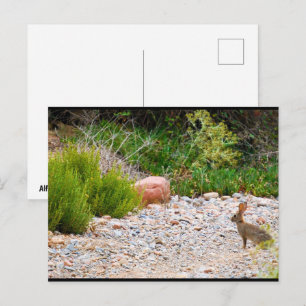 Carte Postale Matins méditerranéens