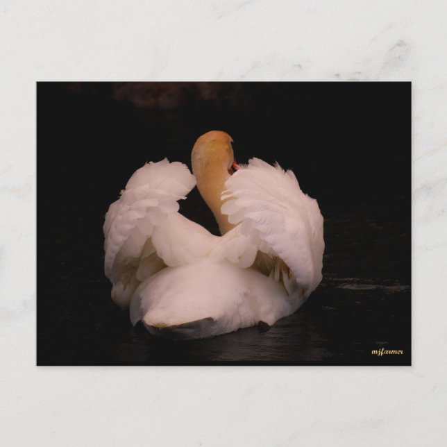 Carte postale Maui Swan (Devant)