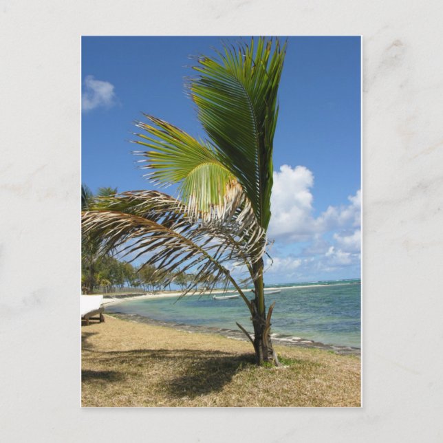 Carte Postale Mauritius (Devant)