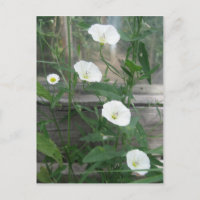 Mauvaise herbe blanche