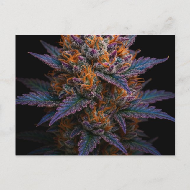 Carte Postale Mauvaise herbe exotique (Devant)