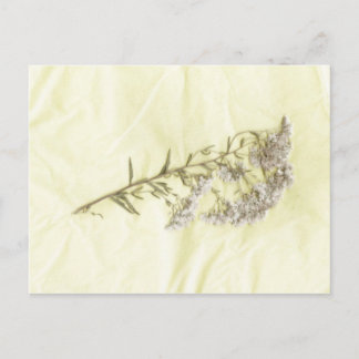 Carte Postale Mauvaise herbe lilas blanche scannée dans un arriè