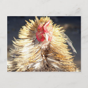 Carte Postale Mauvaise journée des cheveux