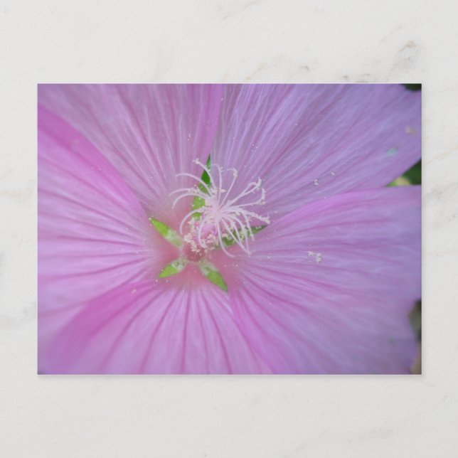 Carte Postale Mauve musquée (2) (Devant)