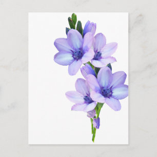 Carte postale Mauve Purple