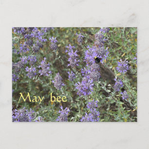 Carte Postale May Bee