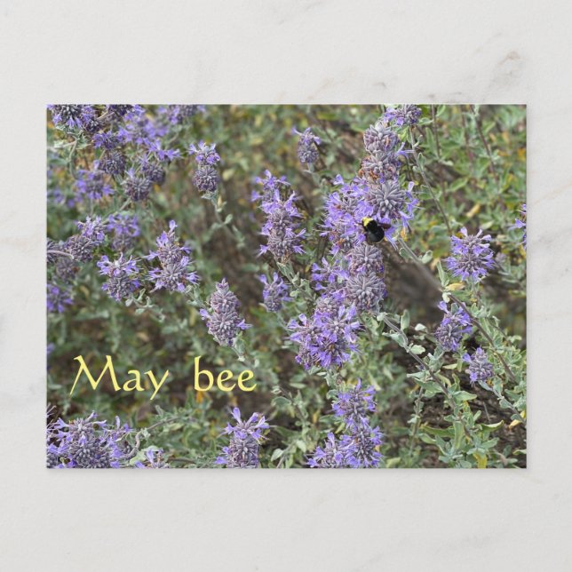 Carte Postale May Bee (Devant)