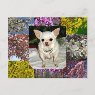Carte postale Maya