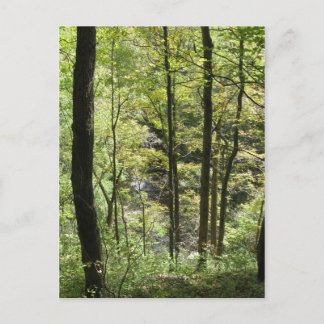 Carte postale McCormick's Creek