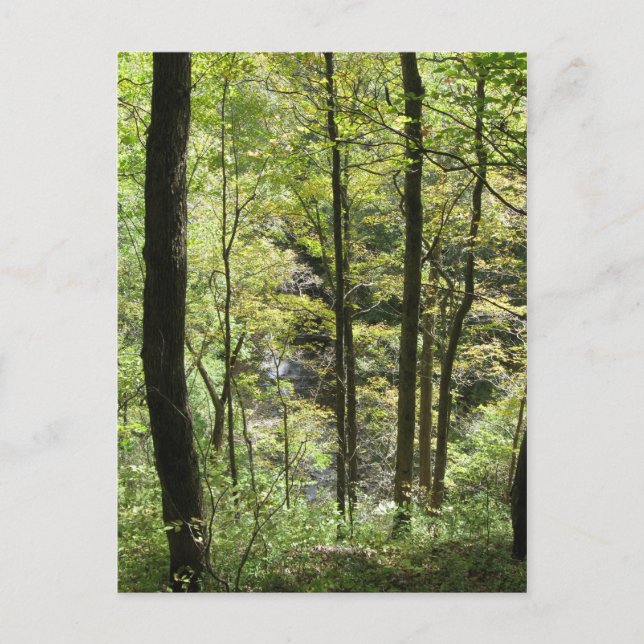 Carte postale McCormick's Creek (Devant)