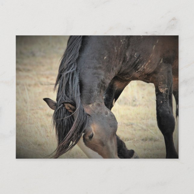 Carte Postale McCullough Peaks Cheaks sauvages (Devant)