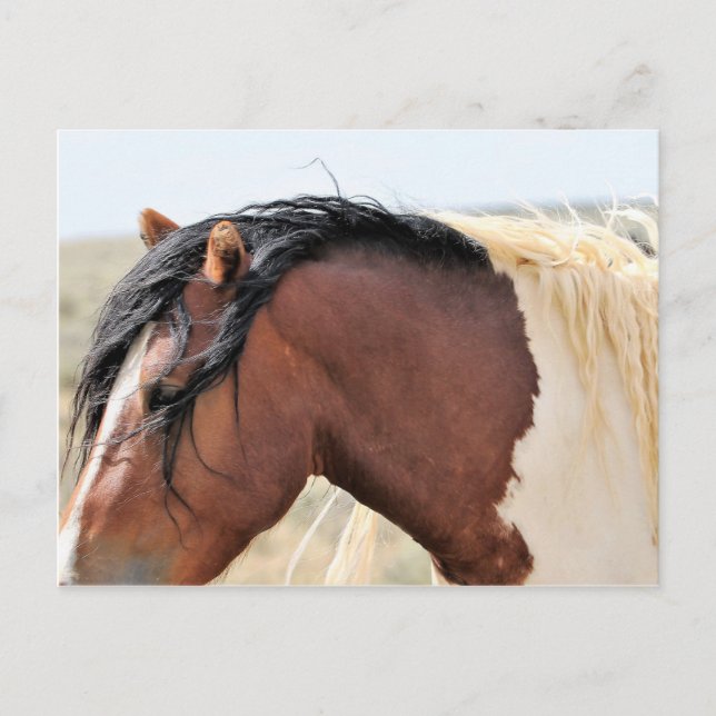 Carte Postale McCullough Peaks Cheaks sauvages (Devant)
