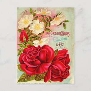 Carte Postale McGregor Bros. Publicité Floral Gems