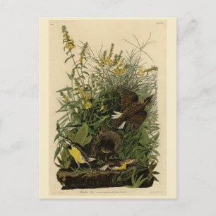 Carte Postale Meadow 	Larkfrom Audubon's Birds of America