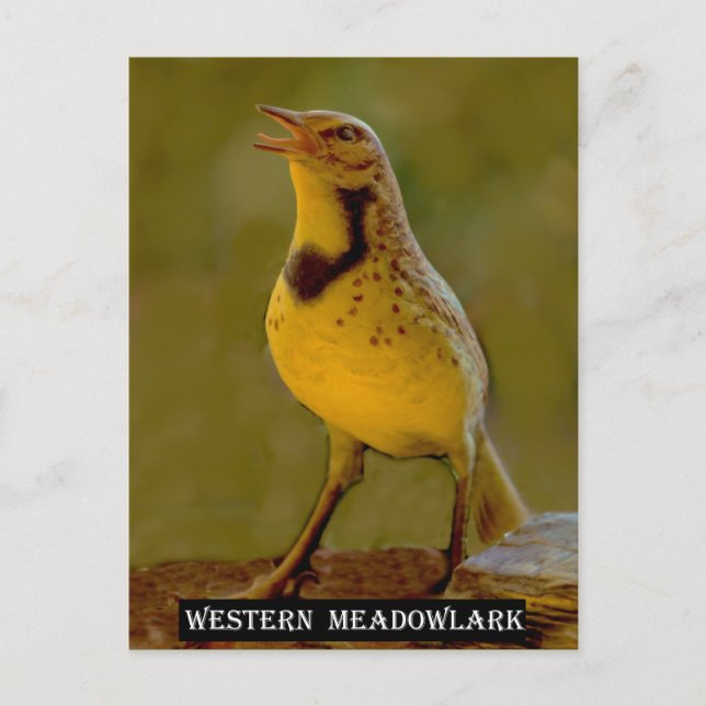 Carte Postale Meadowlark occidental (Kansas, Montana, Nebraska) (Devant)