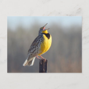 Carte Postale Meadowlark Ouest Dans Le Dakota Du Nord